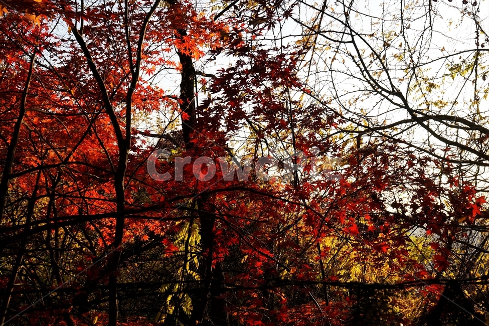 가을,단풍,단풍나무,붉은색,자연,화려함,가을풍경,autumn,fall,autumnleaves,plant,nature,계절,나무,븕은색,maple,red,season,colorful,느낌,감성,trees,branches,울긋불긋,자연autumn,mapletree,가을,계절,fall,autumn,season,식물,자연,plants,nature,leaf,잎,tree