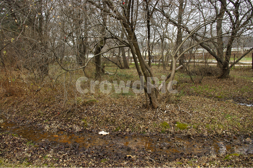 나무,식물,숲,겨울나무,풍경,겨울,자연,풍경,nature,landscape,ground,바닥,tree,plant