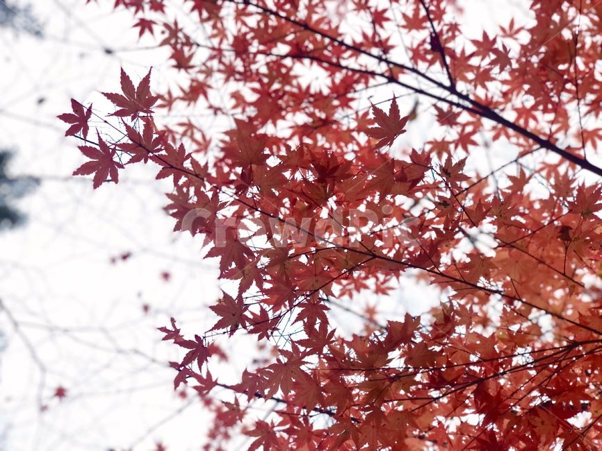 단풍,plant,식물,leaf,잎,tree,나무,maple
