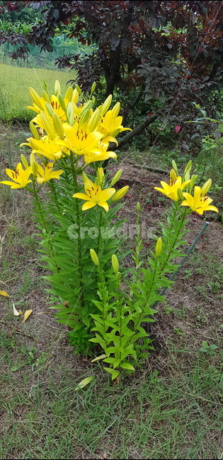 나리,노랑꽃,허브꽃,나리꽃,노란꽃,식물,자연,plants,nature,꽃,flower