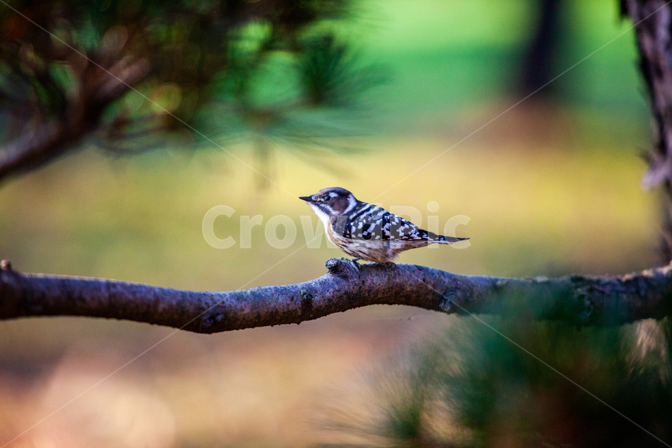 자연,풍경,새,작은새,이쁜새,야생,동물,animal,조류,새,birds
