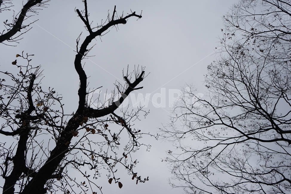 고목,실루엣,나무,tree,하늘,하늘배경,겨울,가지,자연,느티나무,식물,마른잎,숲,분위기,감성,겨울나무,쓸쓸함,외로움,고요,나뭇가지,계절,풍경