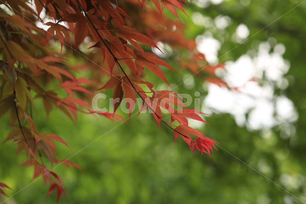 봄,봄비,생명,초록,신선함,비오는소경,식물,자연,plants,nature