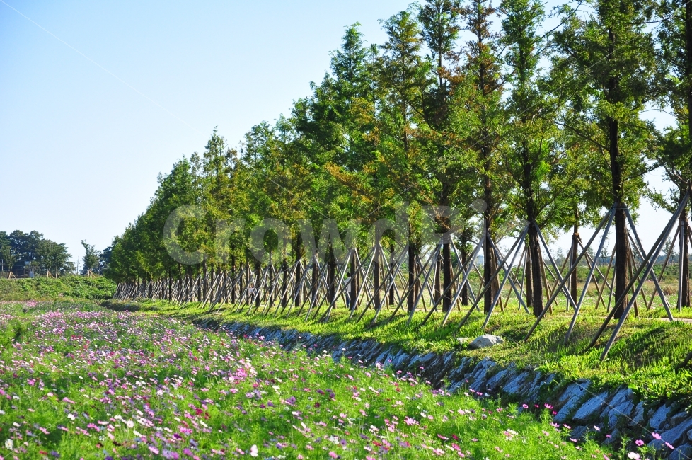강릉,여행,코스모스,나무,꽃,밭,꽃밭,자연,배경,trip,cosmos,flowers,garden,trees,nature,background,자연,풍경,nature,landscape,식물,plants,꽃,flower,나무,trees,wood,한국자연풍경,한국자연경관,korea nature landscape,tree,plant,outdoors,옥외