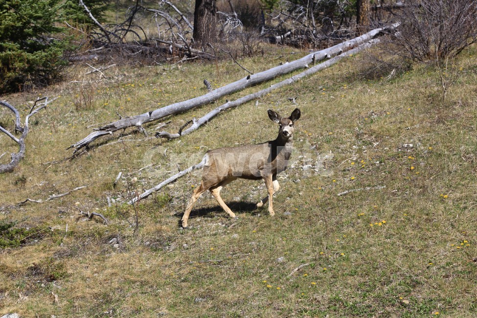 deer,사슴,animal,동물,mammal,야생동물,포유류,wildlife,동물,animal,포유류,mammal