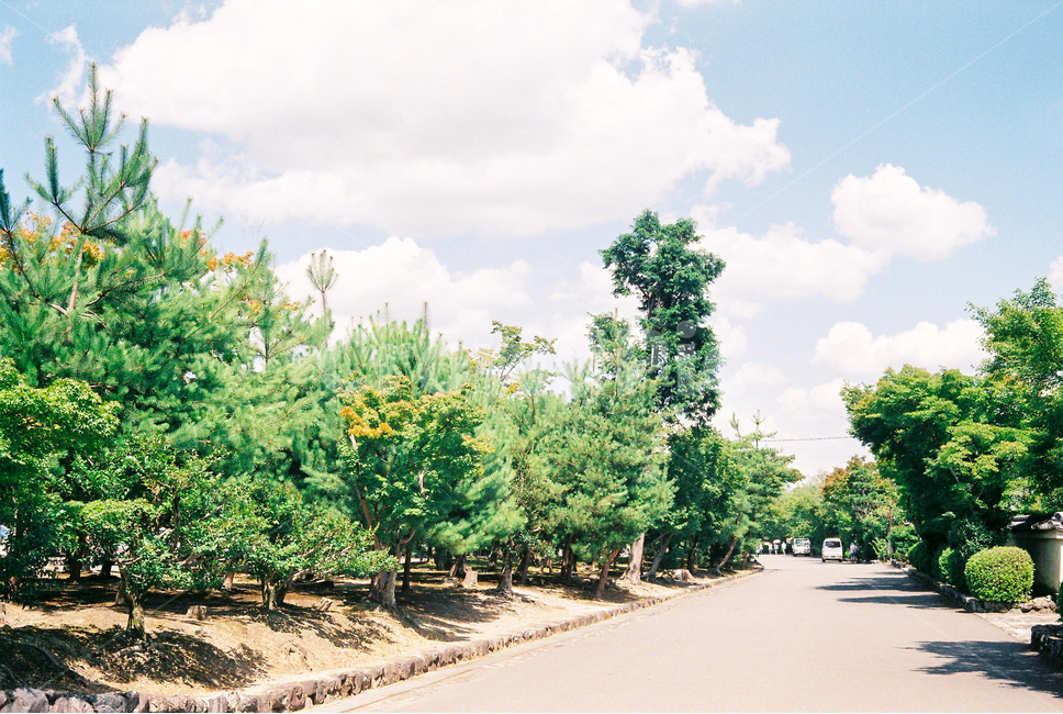 sky,green,japan,nature,tree,summer,cloud,film photography,sunlight,road,plant,Japanese sensibility,garden,film camera
