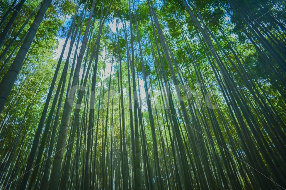 대나무,숲,하늘,초록,여행,교토,치쿠린,일본,아라시야마,bamboo,forest,sky,green,trip,kyoto,japan,arashiyama,자연,풍경,nature,landscape,휴식,힐링,rest,relaxation,healing,해외,외국,세계,foreign,oversea,world,감성,sensible,feeling,plant,식물