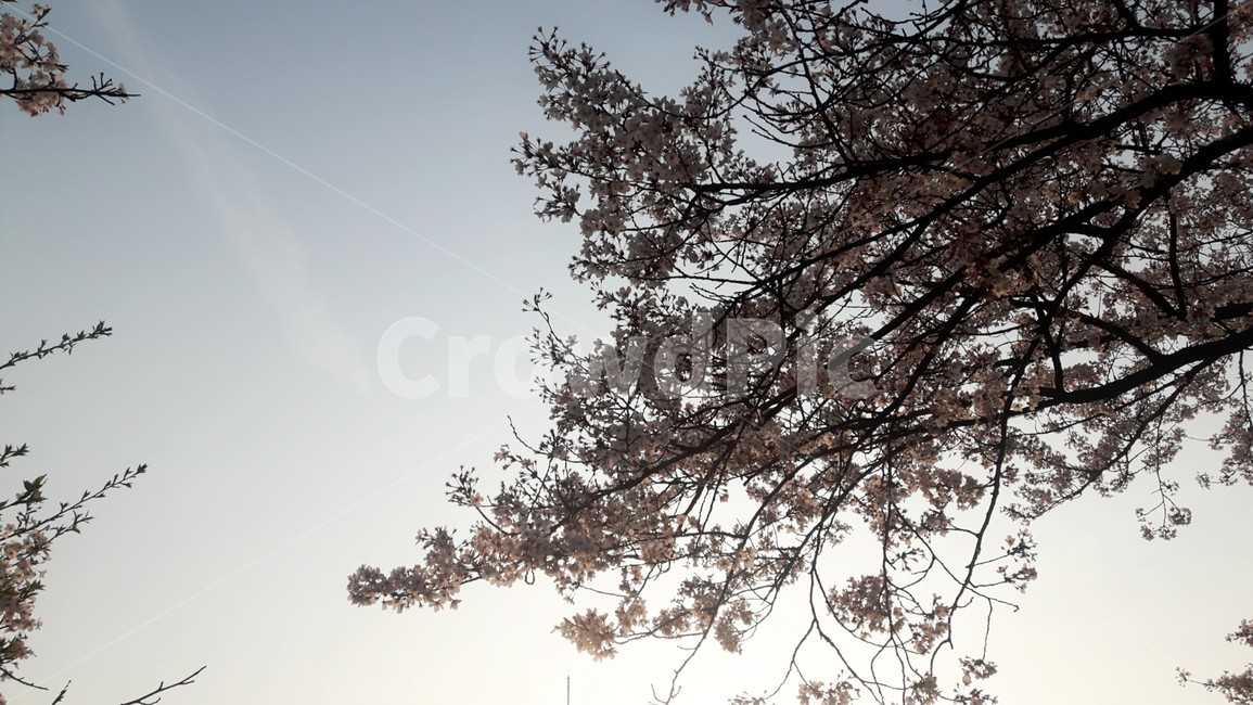 꽃,식물,벚꽃,cherryblossoms,flower