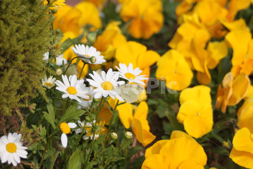 plant,식물,blossom,꽃,flower,나비,노랑,데이지,옐로우