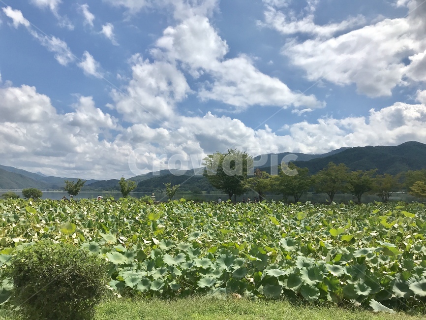 연꽃,양평,두물머리,연잎,nature,식물,자연