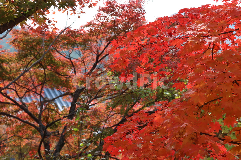 가을,단풍,나무,식물,autumn,fall,tree,plant,leaf,maple,가을,계절,fall,autumn,season