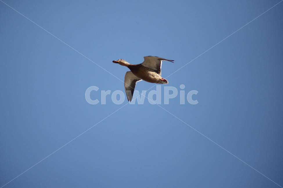 animal,동물,bird,새,청둥오리,오리,동물,animal,조류,새,birds