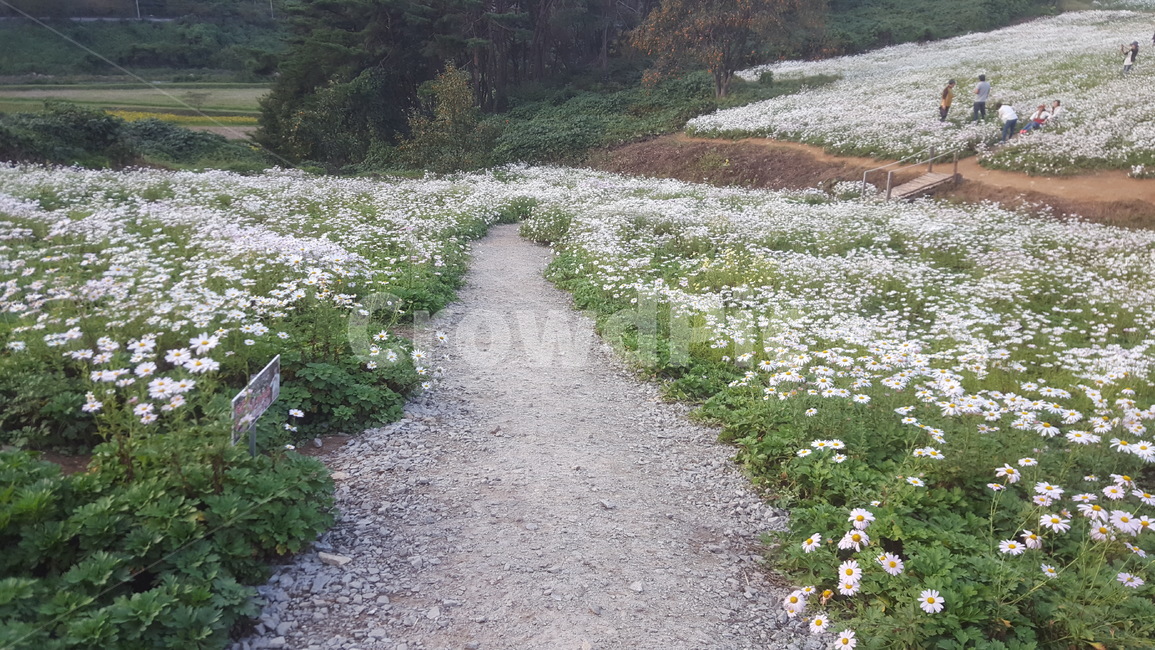 구절초,정읍,구절초길,구절초축제,꽃,들꽃,자연,꽃길,flower,plant,원예,식물,낭만
