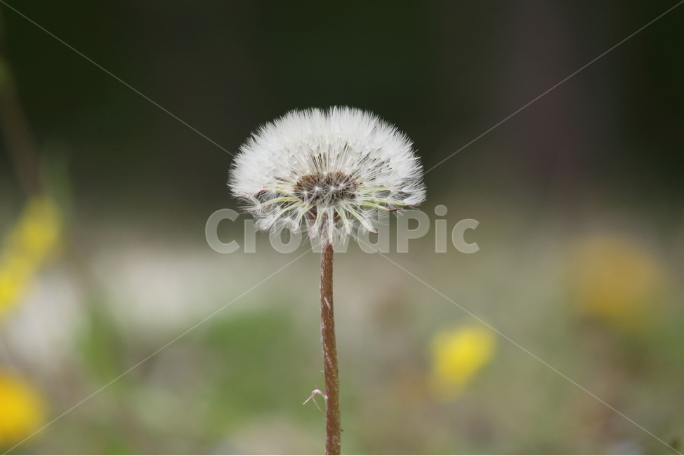 민들레,국화과,씨앗,식물,dandelion,식물,자연,plants,nature,꽃,flower