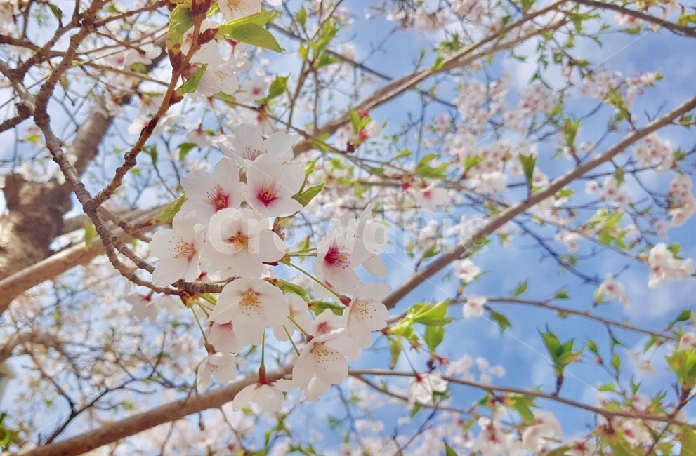 벚꽃,봄,사쿠라,봄꽃,하늘,꽃