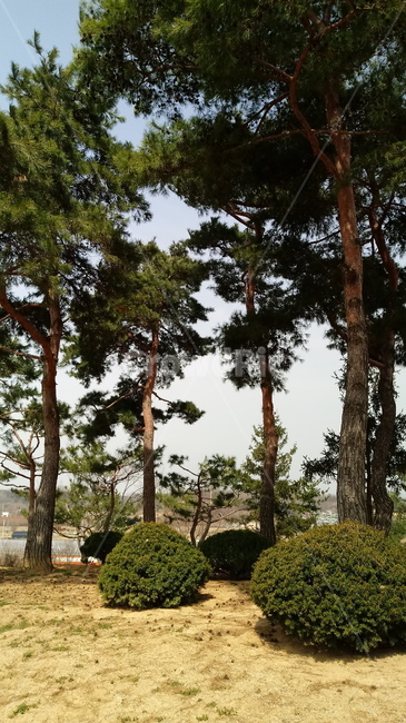 자연,식물,나무,tree,옥외,outdoors,nature,소나무,나무줄기,나무가지