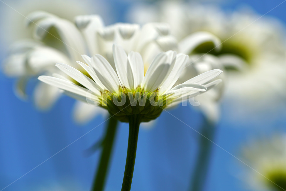 샤스타데이지,봄꽃,한국자연,꽃,꽃사진,플라워,flower,봄,spring,식물,plants,자연,nature,풍경,landscape,계절,season,snap,스냅,접사,macro,closeup,클로즈업,감성사진,감성,힐링,healing,느낌,feel,feeling,꽃밭,화단,꽃봉오리,5월,May,shastadaisy,봄,계절,spring,season,식물,자연,plants,nature,꽃,flower,plant,daisies,데이지,blossom,daisy