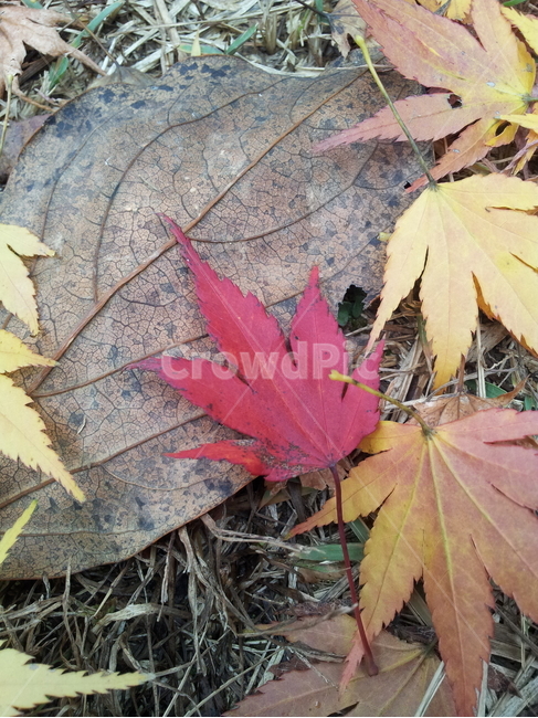 단풍,엽록소,식물,가을,redleaves,가을,계절,fall,autumn,season,식물,자연,plants,nature,leaf,잎,plant,tree,나무,maple