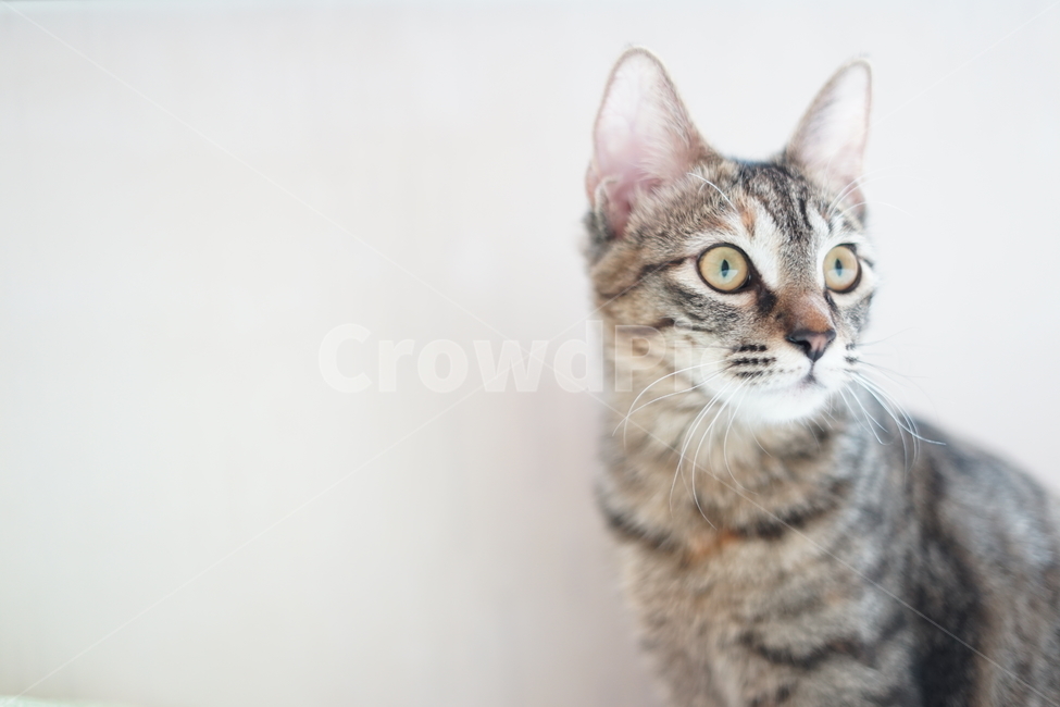 고양이,반려동물,동물,cat,pet,love,가족,family,동물,animal,포유류,mammal,고양이,cat,kitten,kitty