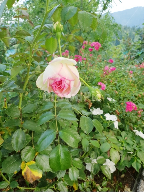 꽃,식물,자연,flower,nature,야생화,식물,자연,plants,nature,꽃,flower