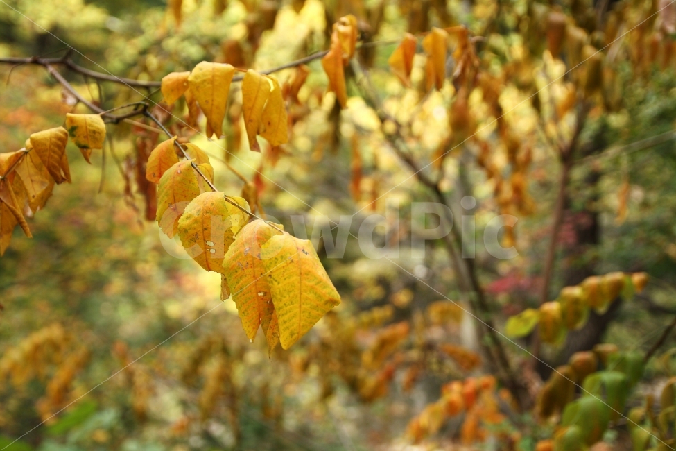autumn,Autumnleaves,yellow,단풍,가을,나뭇가지,가을숲,가을,계절,fall,autumn,season,식물,자연,plants,nature,plant,leaf,잎,veins,정맥