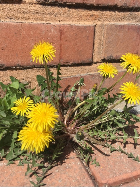 민들레,민들레꽃,꽃,노란꽃,노란,식물,자연,plants,nature,꽃,flower