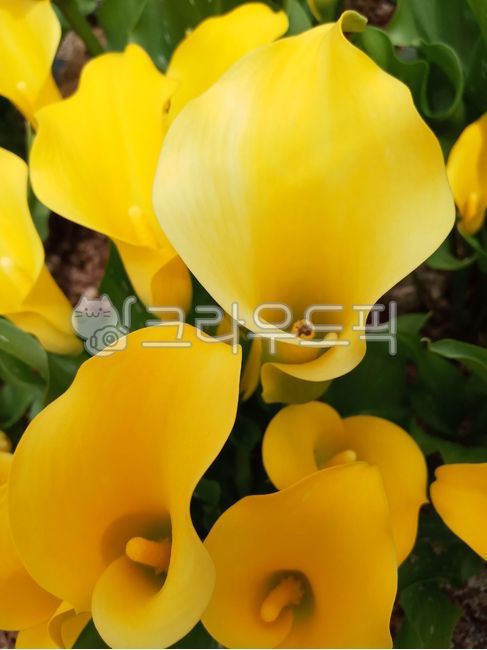 꽃,카라꽃,카라,식물,노란꽃,노란색,강렬한,원색,선명한,아름다운,활짝핀,정원,화단,색감,색깔,컬러,컬러풀,비비드,비비드컬러,flower,blossom,plant,yellow,yellowcolor,color,colorful,vividcolor,garden,park