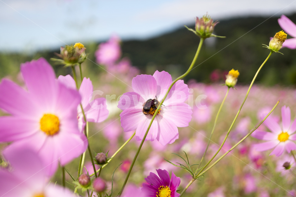 벌,꽃,코스모스,꽃밭,코스모스밭,가을,계절,fall,autumn,season,식물,자연,plants,nature,꽃,flower,blossom,geranium,제라늄,plant,insect,곤충,invertebrate,무척추 동물,animal,동물,bee,honey bee,꿀벌