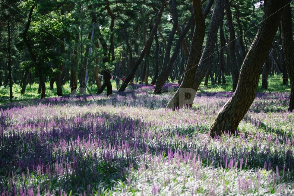 경주,황성공원,맥문동,꽃,감성,자연,풍경,nature,landscape,휴식,힐링,rest,relaxation,healing,감성,sensible,feeling,tree,나무,plant,식물