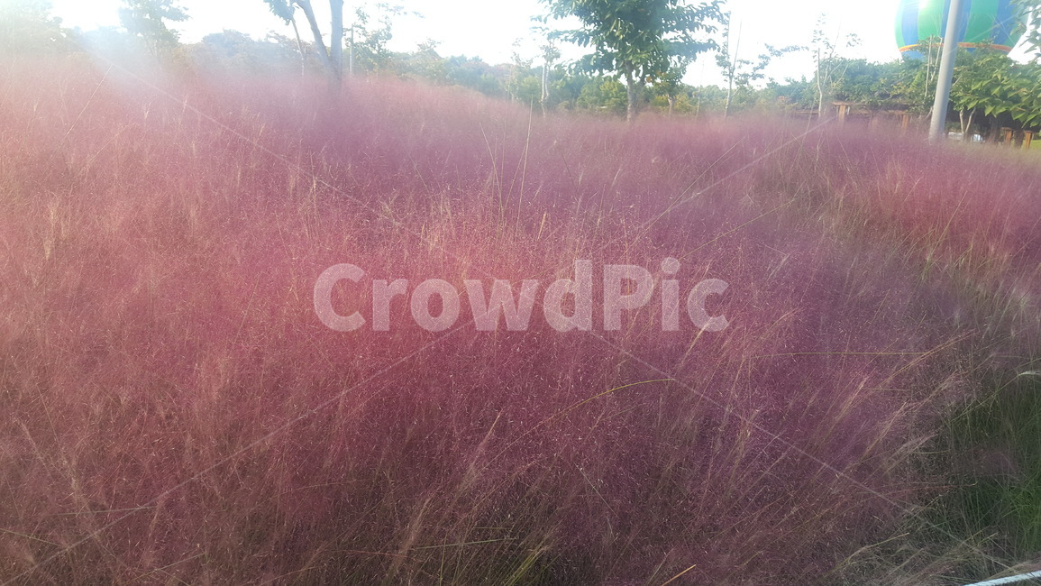 꽃,핑크뮬리,pinkmuhlygrass,pinkmuhly,봄,spring,season,계절,예쁜배경,자연환경,자연,nature,flower