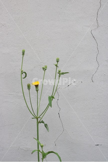 벽,꽃,식물,노랑,초록,갈라짐,wall,kabe,flower,hana,plants,shokubutsu,yellow,kiiro,green,midori,감성,식물,자연,plants,nature,꽃,flower