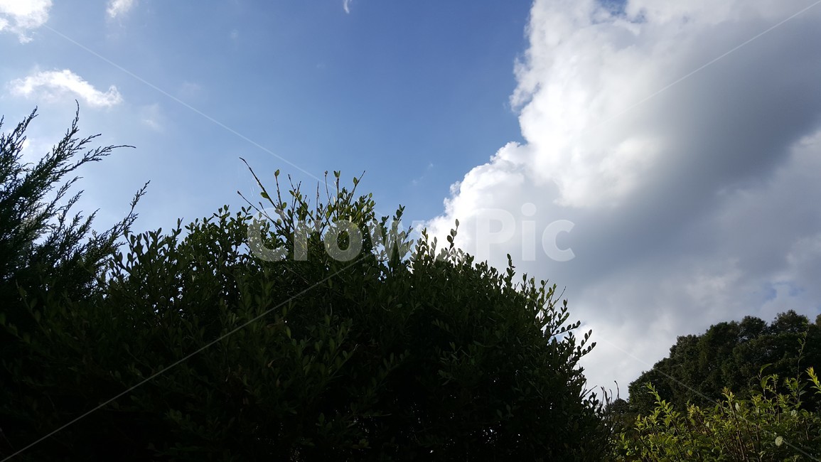 하늘,구름,나무,가을하늘,outdoors,nature,자연,초가을,늦은여름,자연,풍경,nature,landscape,옥외,weather,날씨