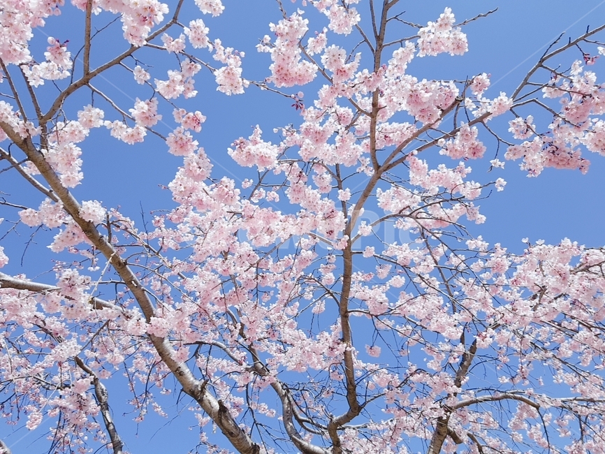 봄,벚꽃,봄꽃,꽃,식물,cherryblossoms,spring,flower,예쁜,아름다운,배경,화면