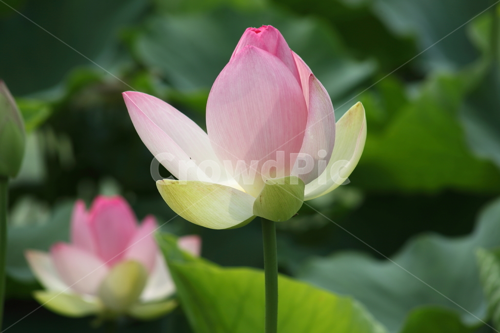 flower,연,연꽃,꽃,lotus,식물,자연,plants,nature,꽃,flower
