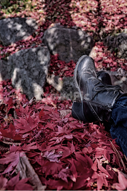 단풍,가을,붉은단풍,autumn,fallfloiage