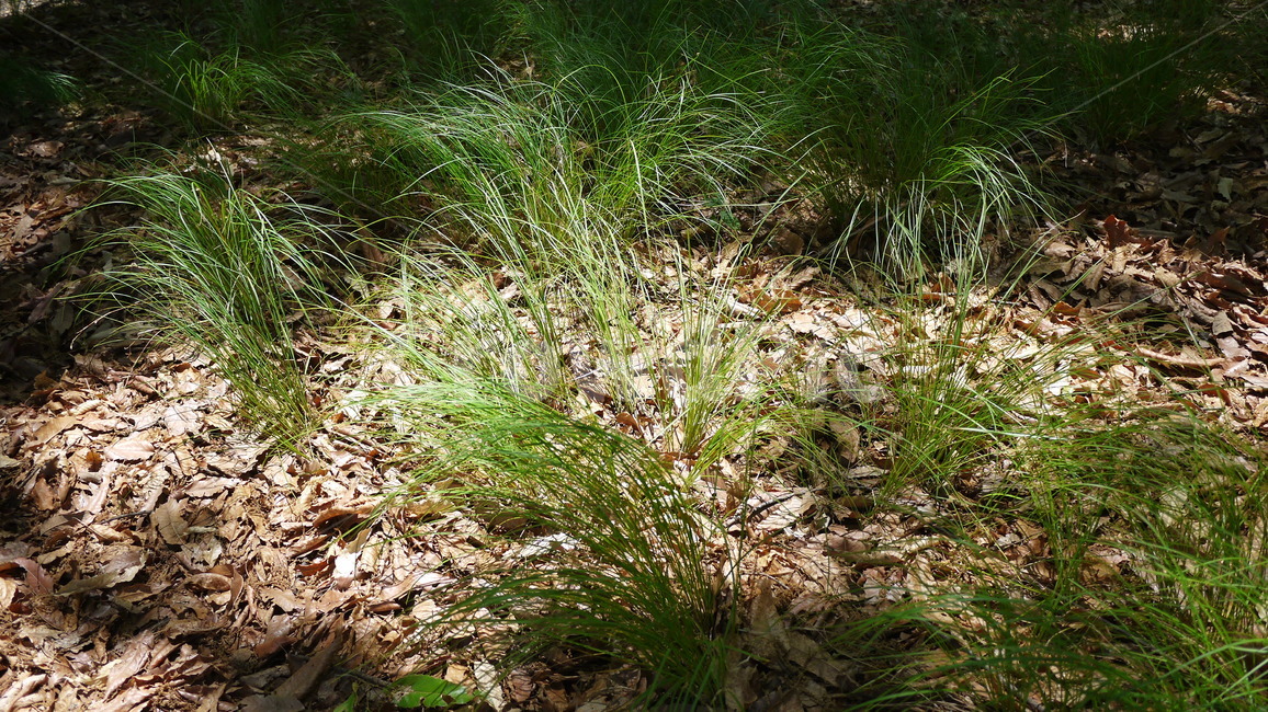 잡초,공원,그림자,나뭇잎,잎,식물그림자,고요함,감성식물,힐링,풀,풍경,ground,바닥,grass,잔디,plant,식물
