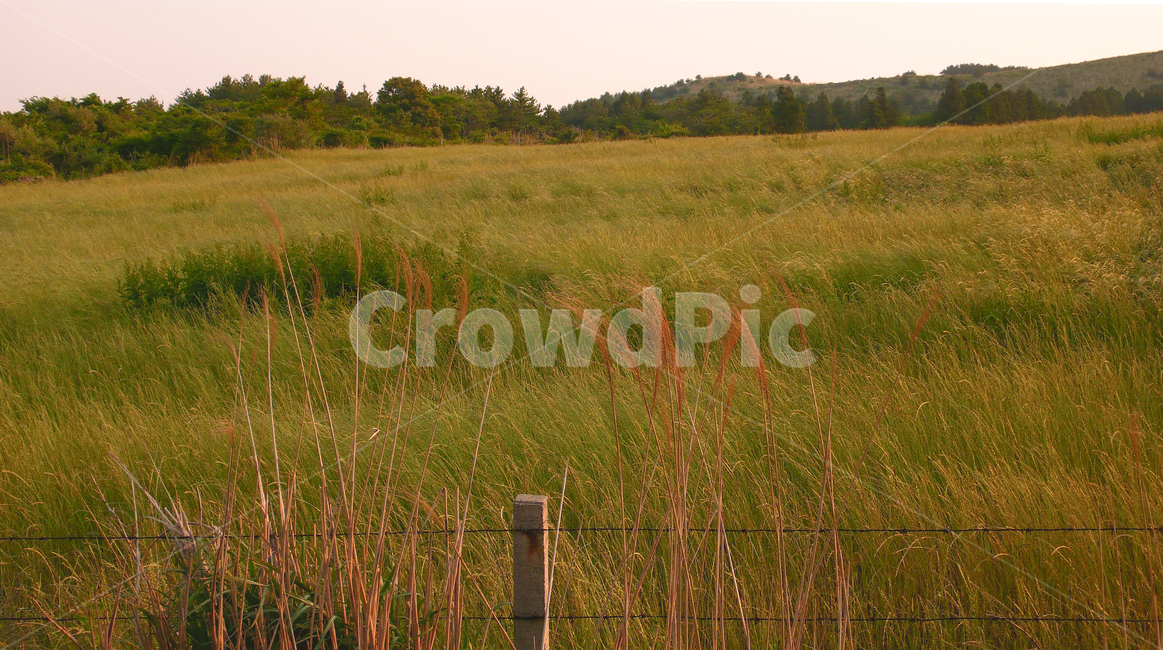 들녘,제주도,바람,오후,들판,갈대,농장,plant,식물,grass,outdoors,목초지,field,들,자연,nature