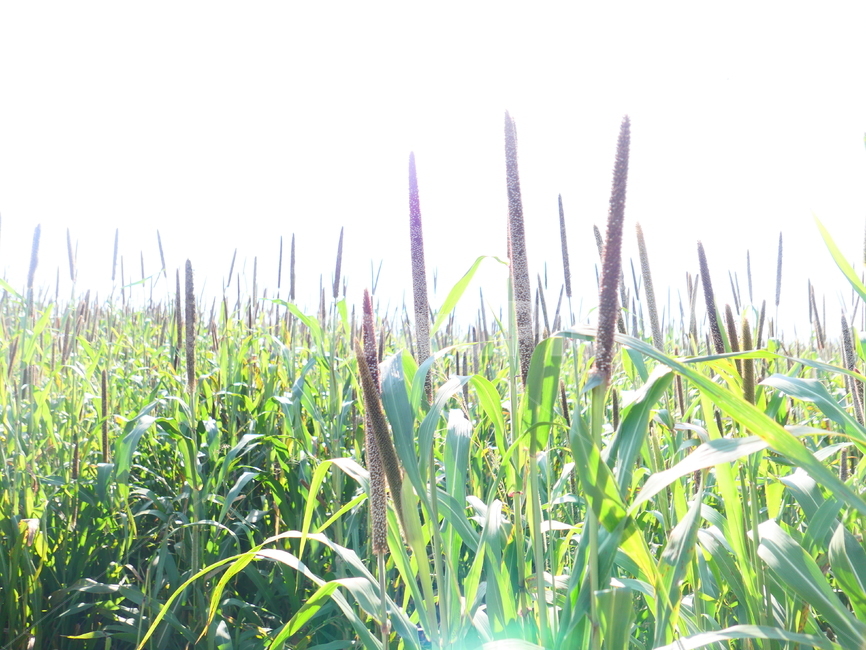 밀렛,밀렛밭,밀렛농장,속씨식물,벼목,외떡잎식물,조,식물,자연,plants,nature