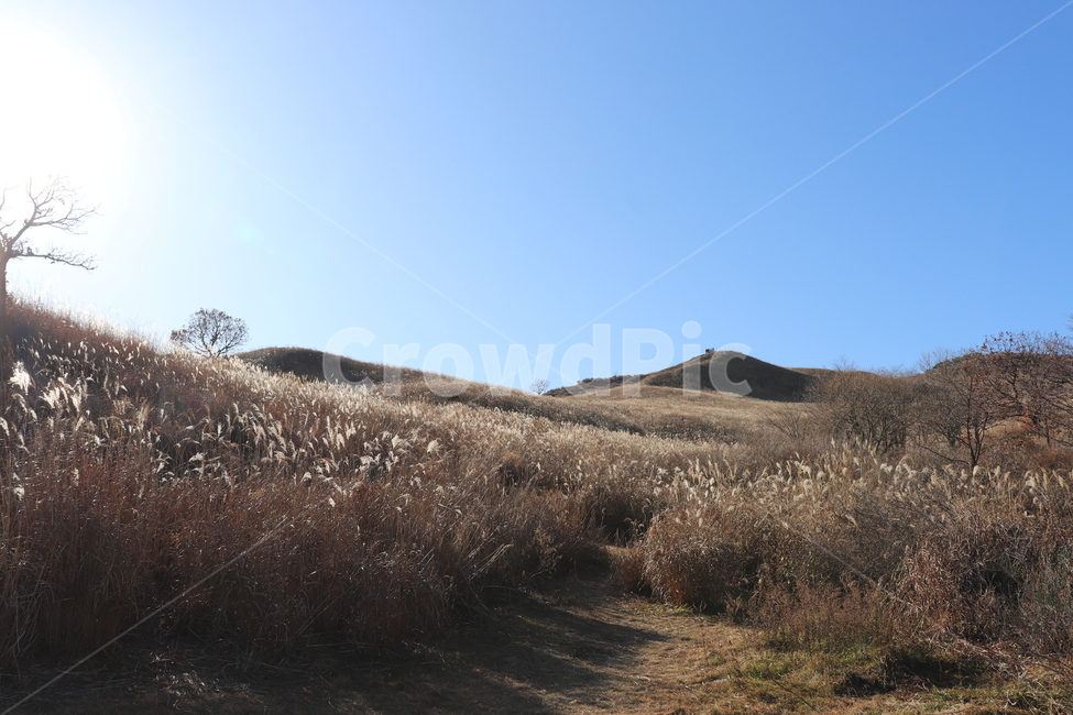 합천,황매산,억새밭,갈대밭,억새,갈대