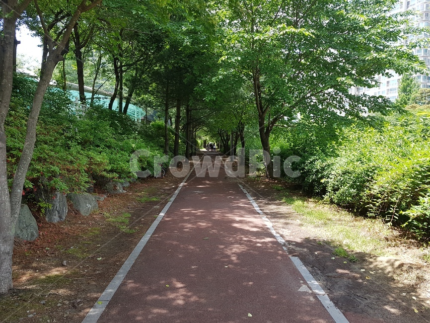 공원,산책로,산책,나무길,숲