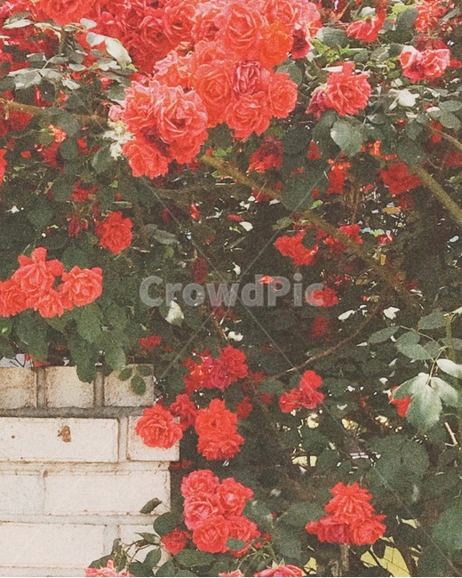 장미,넝쿨장미,꽃,담장,로즈,식물,자연,plants,nature,꽃,flower,감성,sensible,feeling