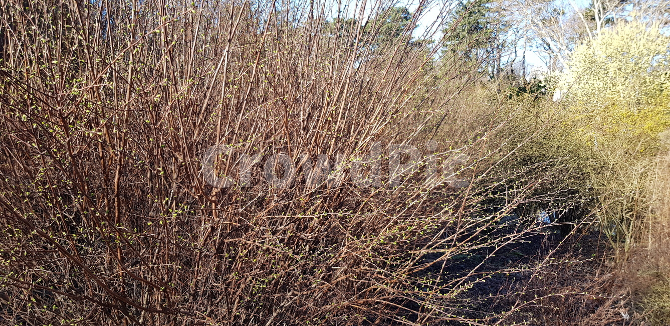plant,식물,잔디,공원,자연