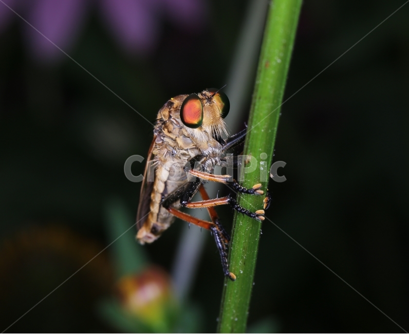 벌레,곤충,꽃,더듬이,풀,자연,포식자,동물,animal,곤충,벌레,insect,bug