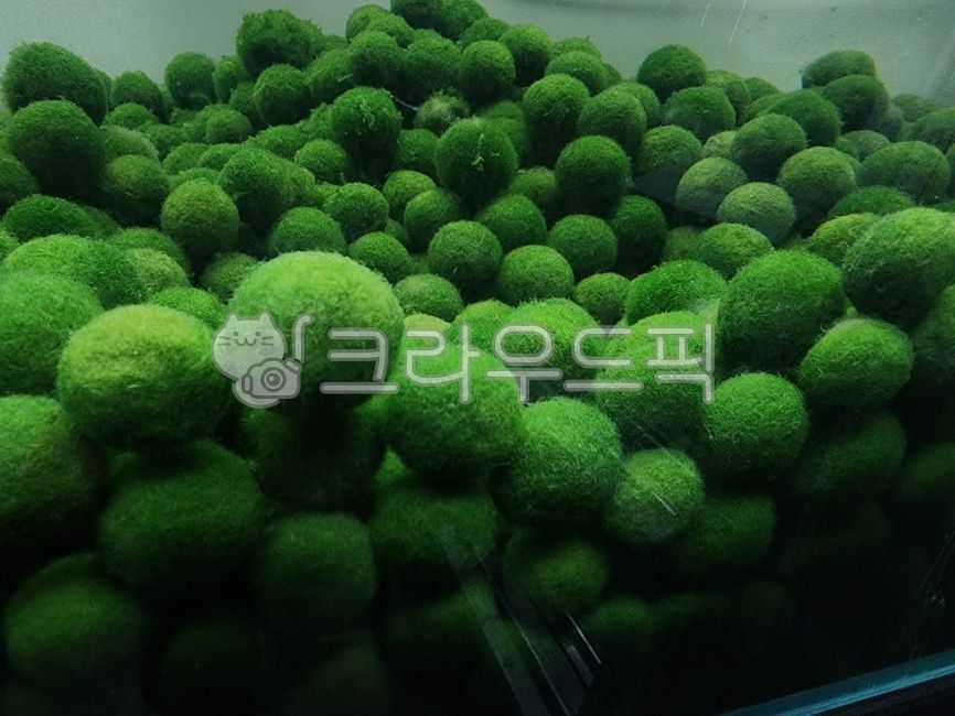 마리모,물속,어항,반려식물,마리모키우기,moss,green,녹색