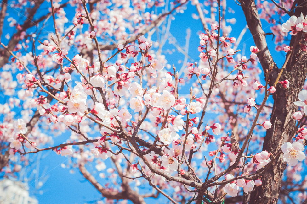 벚꽃,매화,봄,flower,감성,cherryblossom,식물,꽃,봄,계절,spring,season,plant,blossom