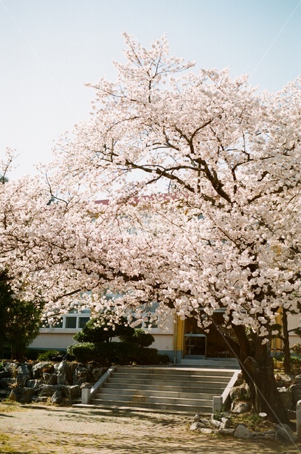 봄,벚꽃,벚꽃나무,파란하늘,구름,봄꽃,cherryblossoms,cherryblossom,spring,봄,계절,spring,season,plant,식물,flower,꽃,blossom