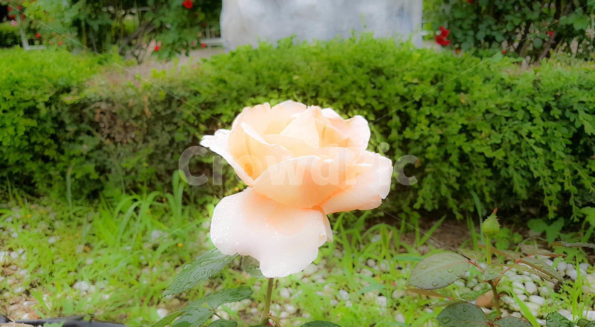 장미,오월장미,비온후장미,비개인후장미,장미원,장미꽃밭,한강장미,이슬장미,빗방울장미