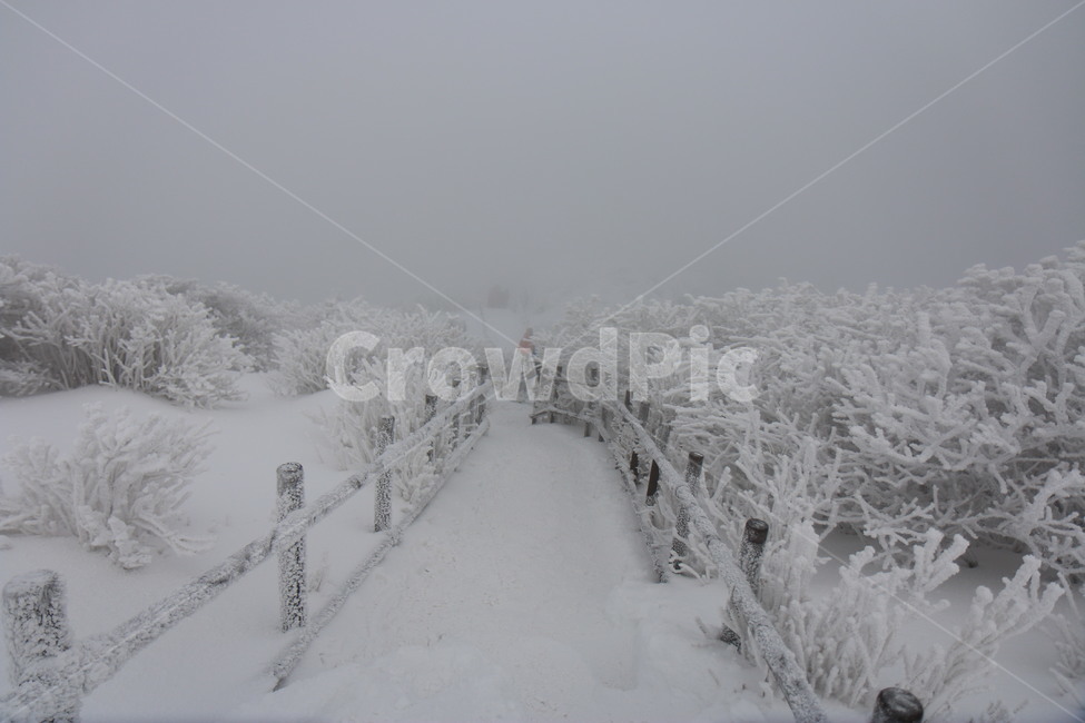 storm,blizzard,눈보라,snow,겨울,눈,겨울,계절,winter,season,자연,풍경,nature,landscape,폭풍,outdoors,옥외