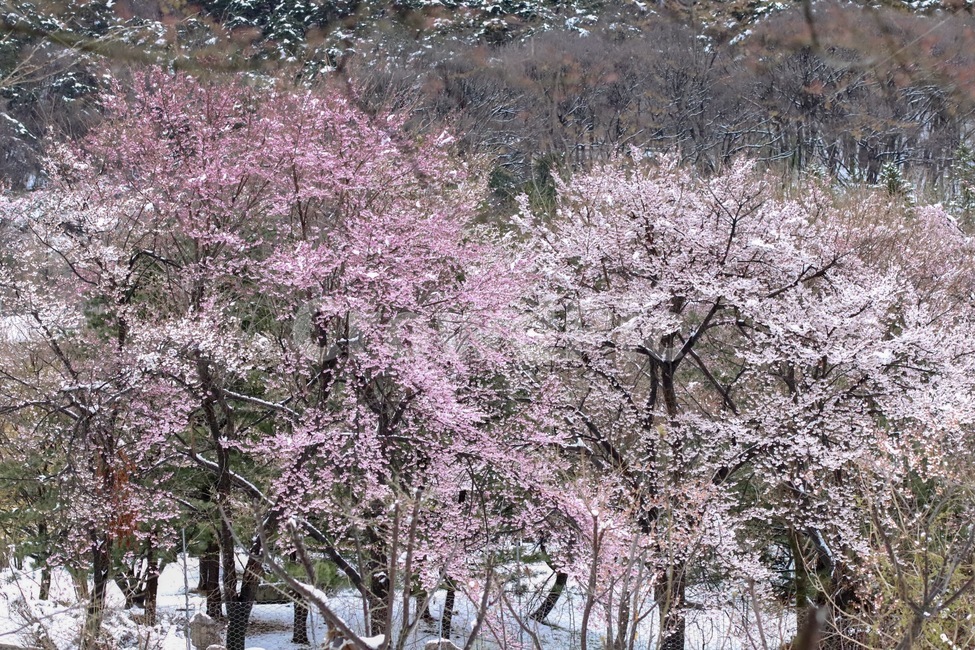 벚꽃,매화,봄꽃,눈맞은꽃,목련