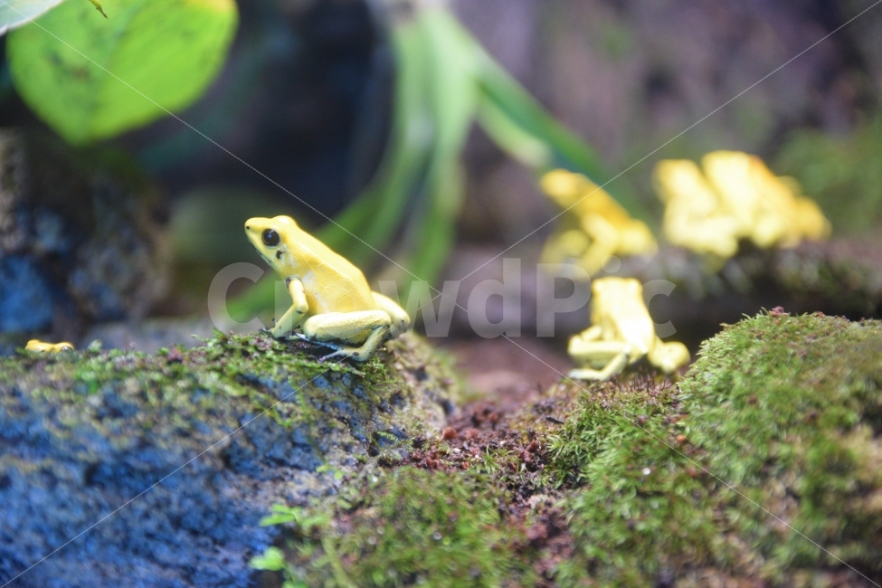 개구리,파충류,양서류,노랑개구리,거제씨월드,동물,animal,파충류,양서류,reptile,amphibian